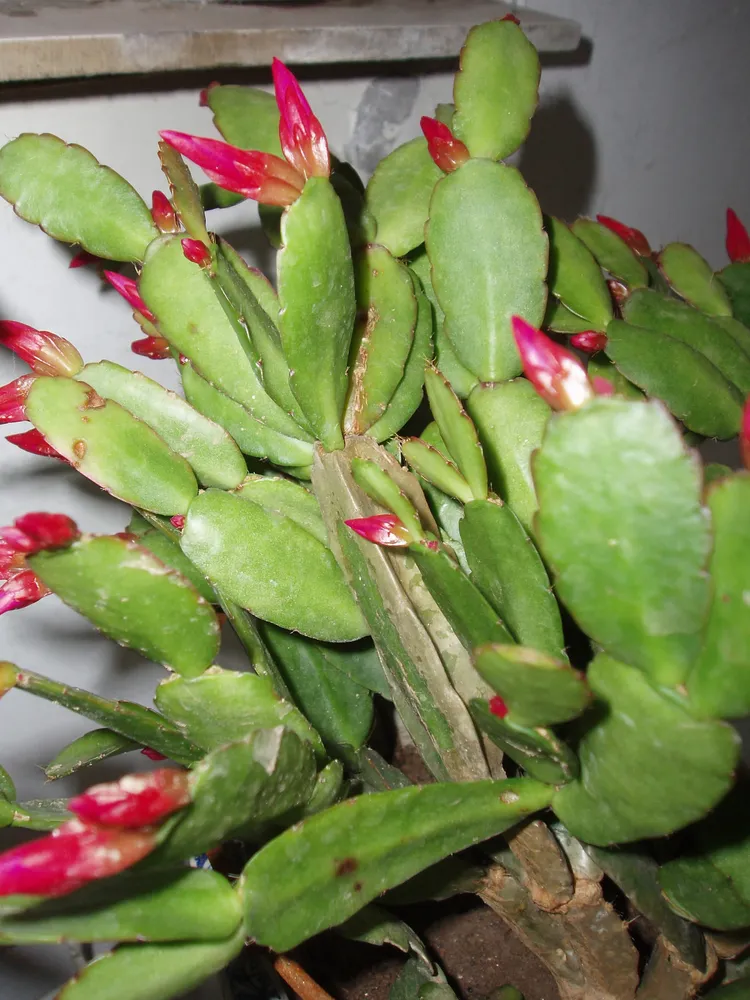 hatiora gaertneri plant showing characteristic features