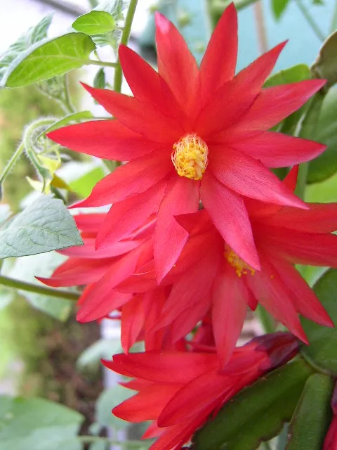 hatiora gaertneri plant showing characteristic features