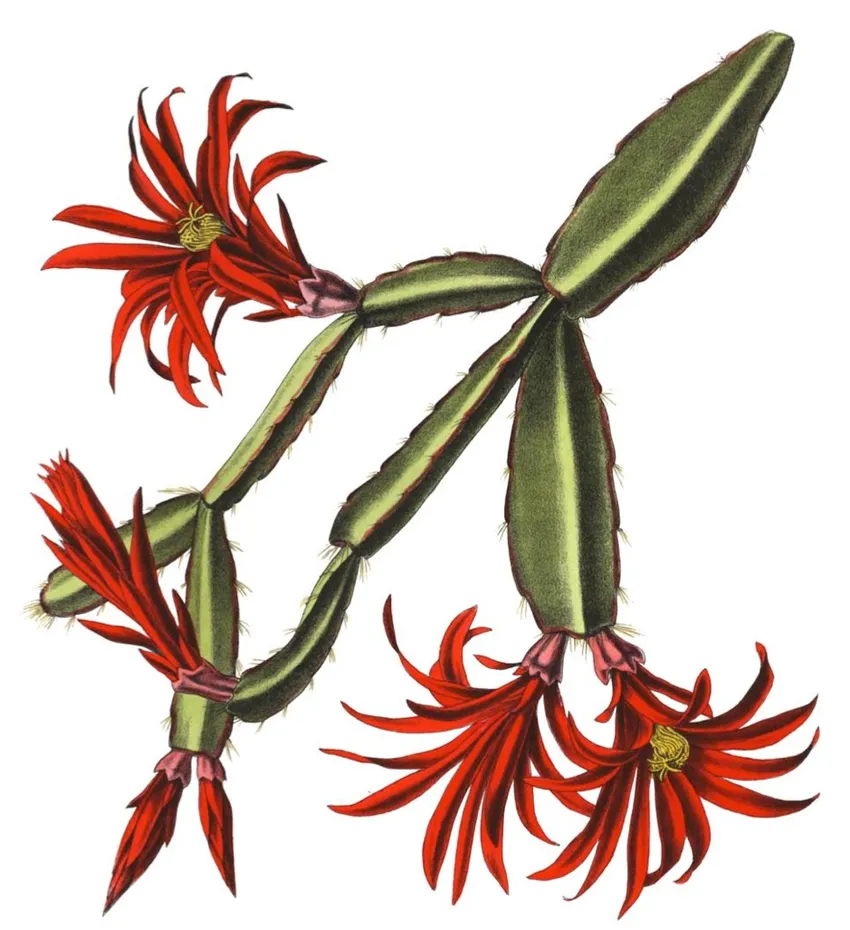 hatiora gaertneri plant showing characteristic features