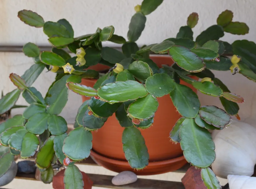 hatiora gaertneri plant showing characteristic features