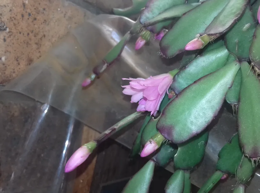 hatiora rosea plant showing characteristic features