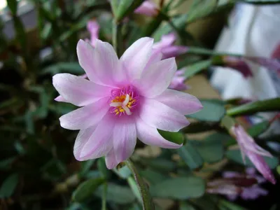 thumbnail hatiora rosea