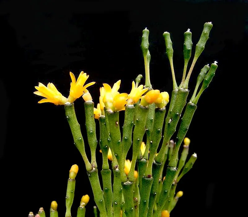 hatiora salicornioides plant showing characteristic features