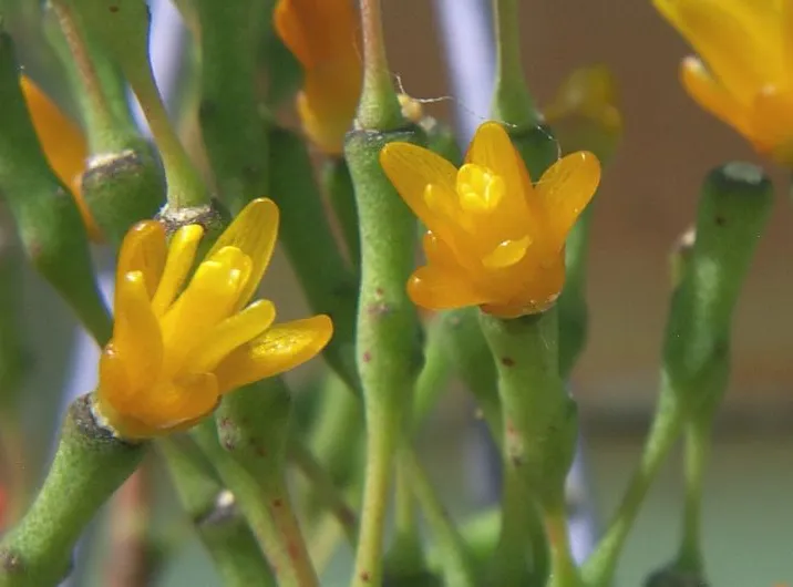 hatiora salicornioides plant showing characteristic features