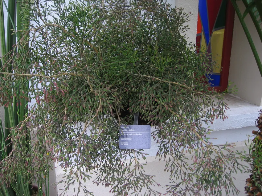 hatiora salicornioides plant showing characteristic features