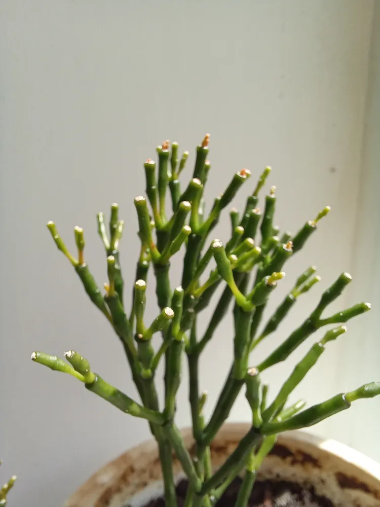 hatiora salicornioides plant showing characteristic features