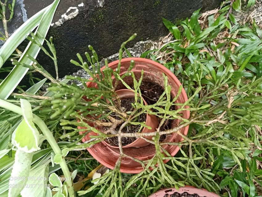 hatiora salicornioides plant showing characteristic features