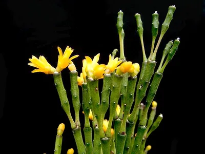 thumbnail hatiora salicornioides
