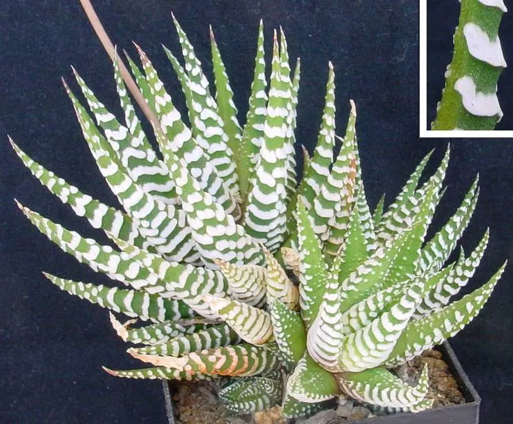 haworthia attenuata plant showing characteristic features