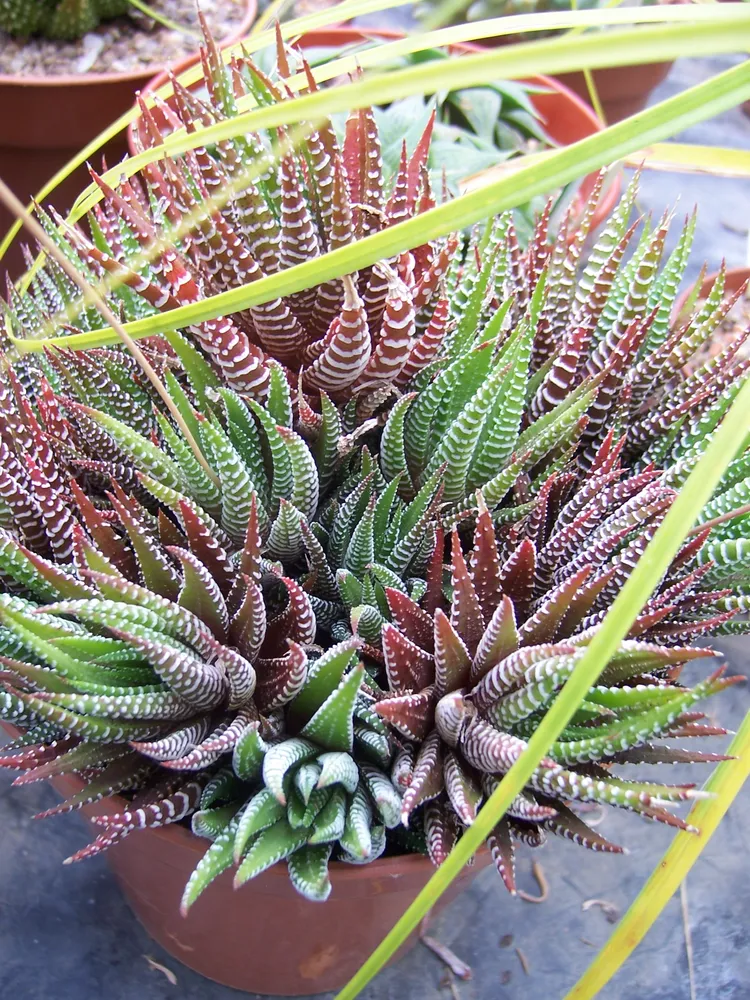 haworthia attenuata plant showing characteristic features