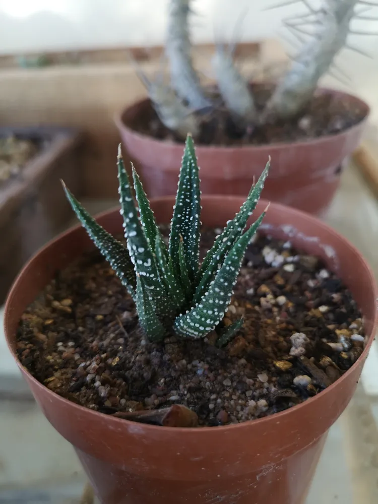 haworthia attenuata plant showing characteristic features