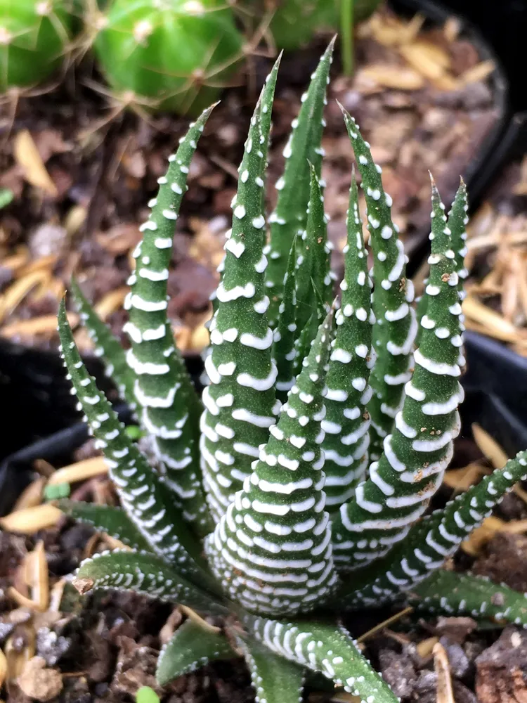 haworthia attenuata plant showing characteristic features