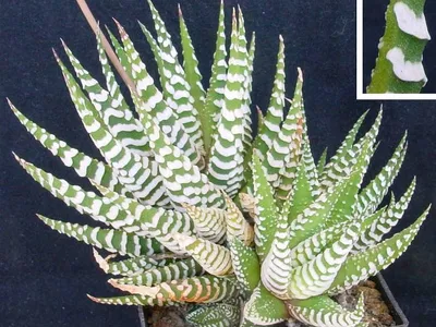 thumbnail haworthia attenuata