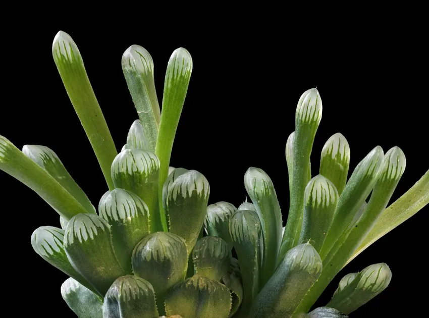 haworthia cooperi plant showing characteristic features