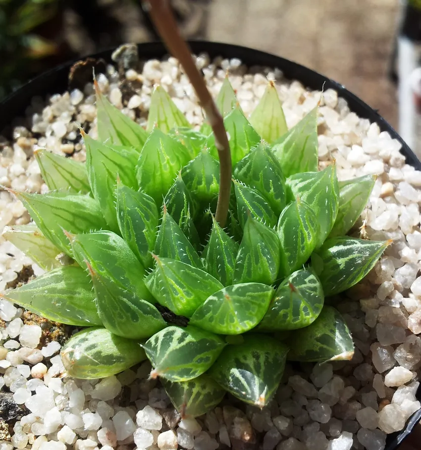 haworthia cooperi plant showing characteristic features