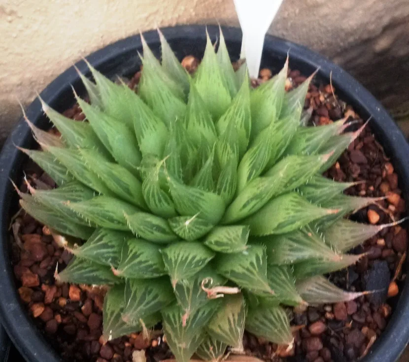 haworthia cooperi plant showing characteristic features