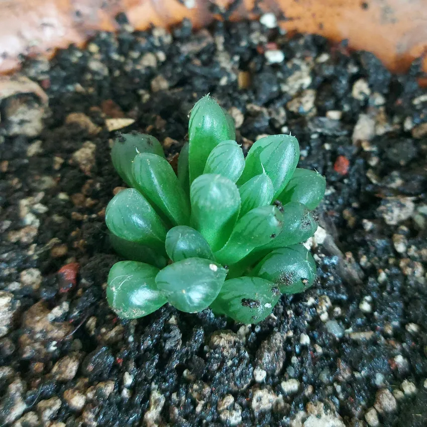 haworthia cooperi plant showing characteristic features