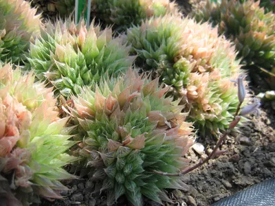 thumbnail haworthia cooperi