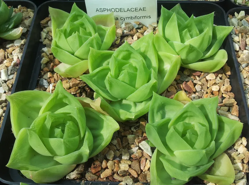 haworthia cymbiformis plant showing characteristic features
