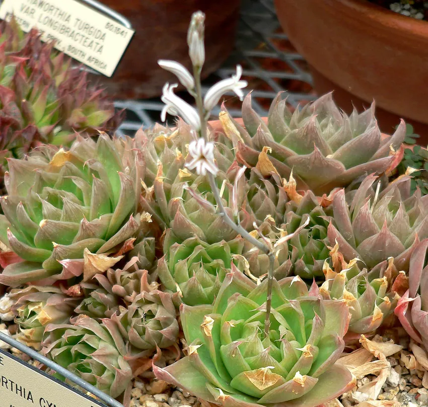 haworthia cymbiformis plant showing characteristic features