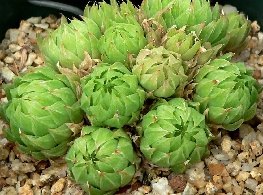 haworthia cymbiformis plant showing characteristic features
