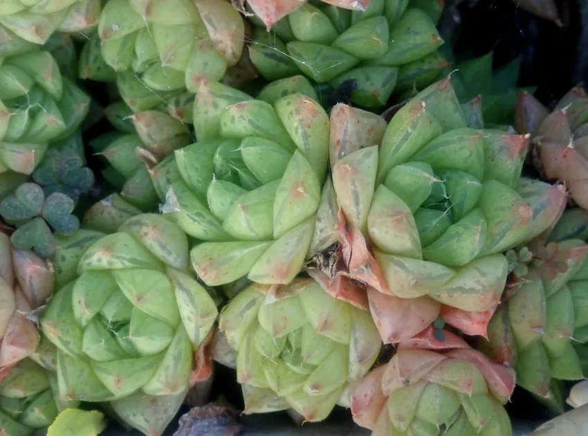 haworthia cymbiformis plant showing characteristic features
