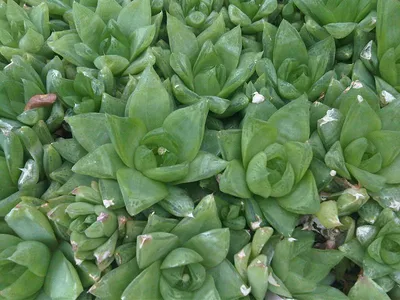thumbnail haworthia cymbiformis
