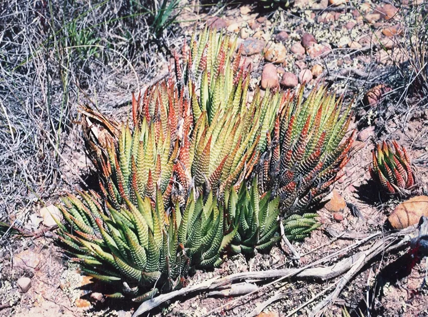 haworthia fasciata plant showing characteristic features