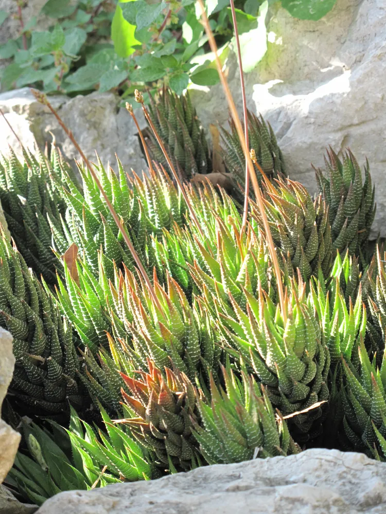 haworthia fasciata plant showing characteristic features