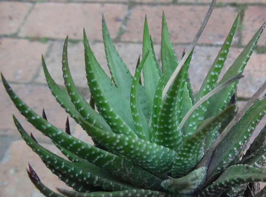haworthia fasciata plant showing characteristic features