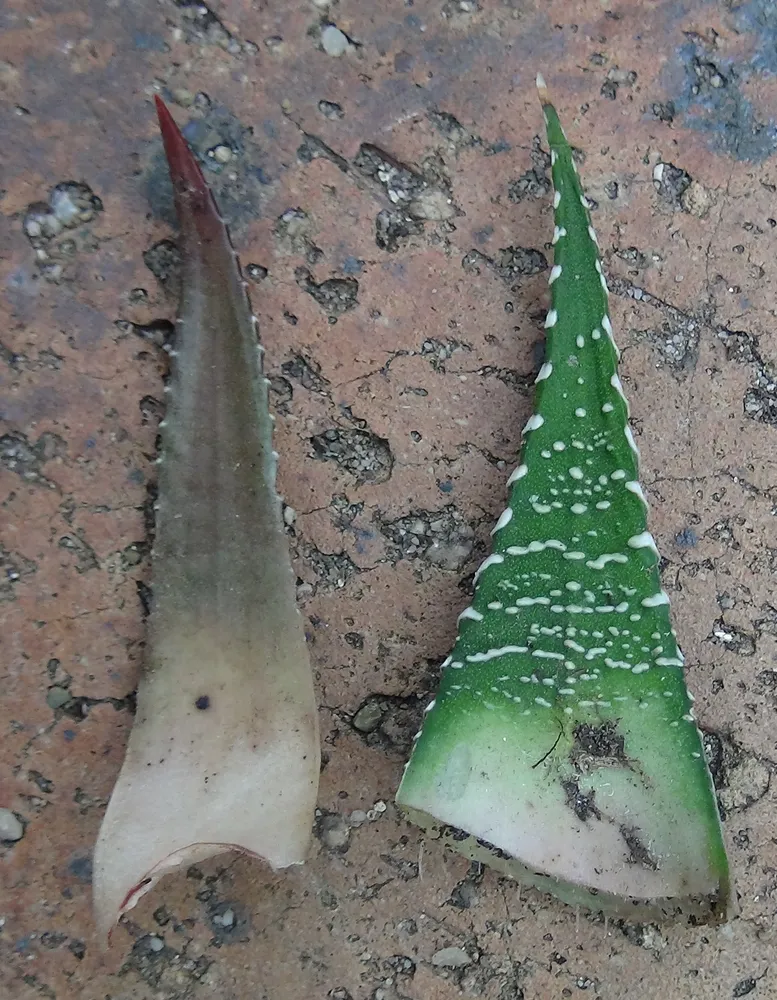 haworthia fasciata plant showing characteristic features