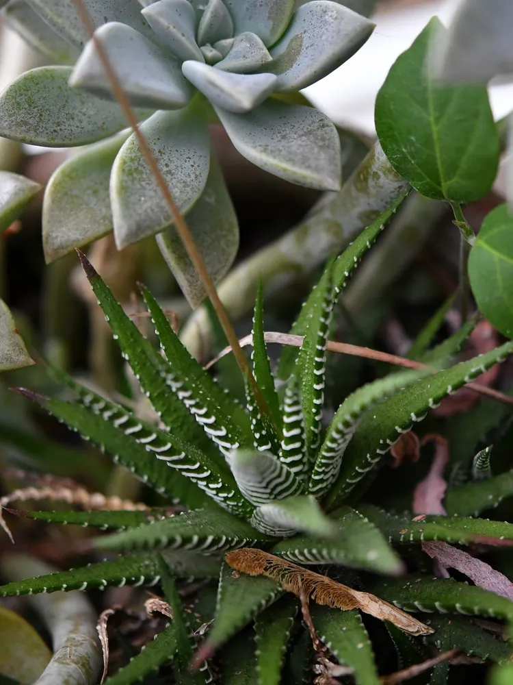 haworthia fasciata plant showing characteristic features