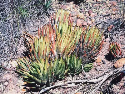 thumbnail haworthia fasciata