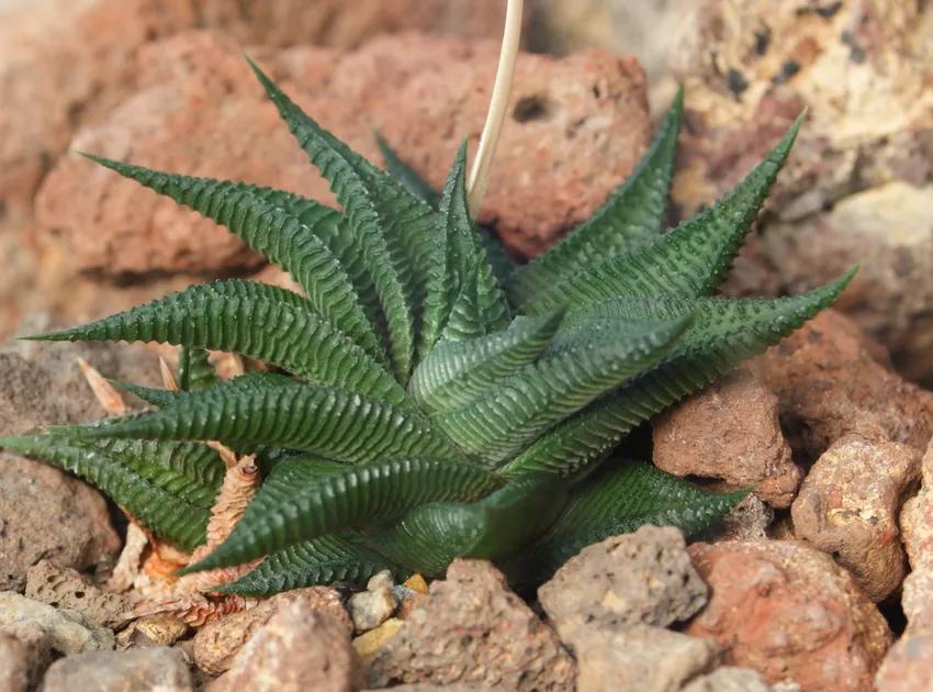 haworthia limifolia plant showing characteristic features