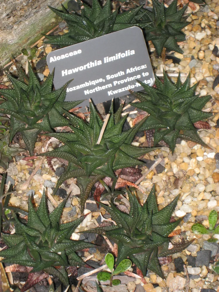 haworthia limifolia plant showing characteristic features