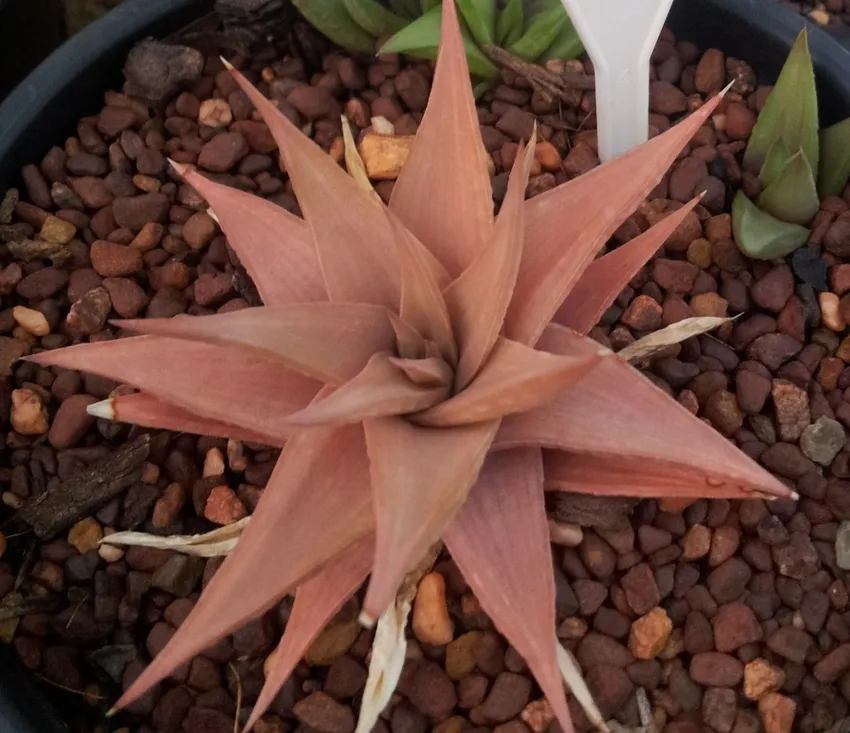 haworthia limifolia plant showing characteristic features