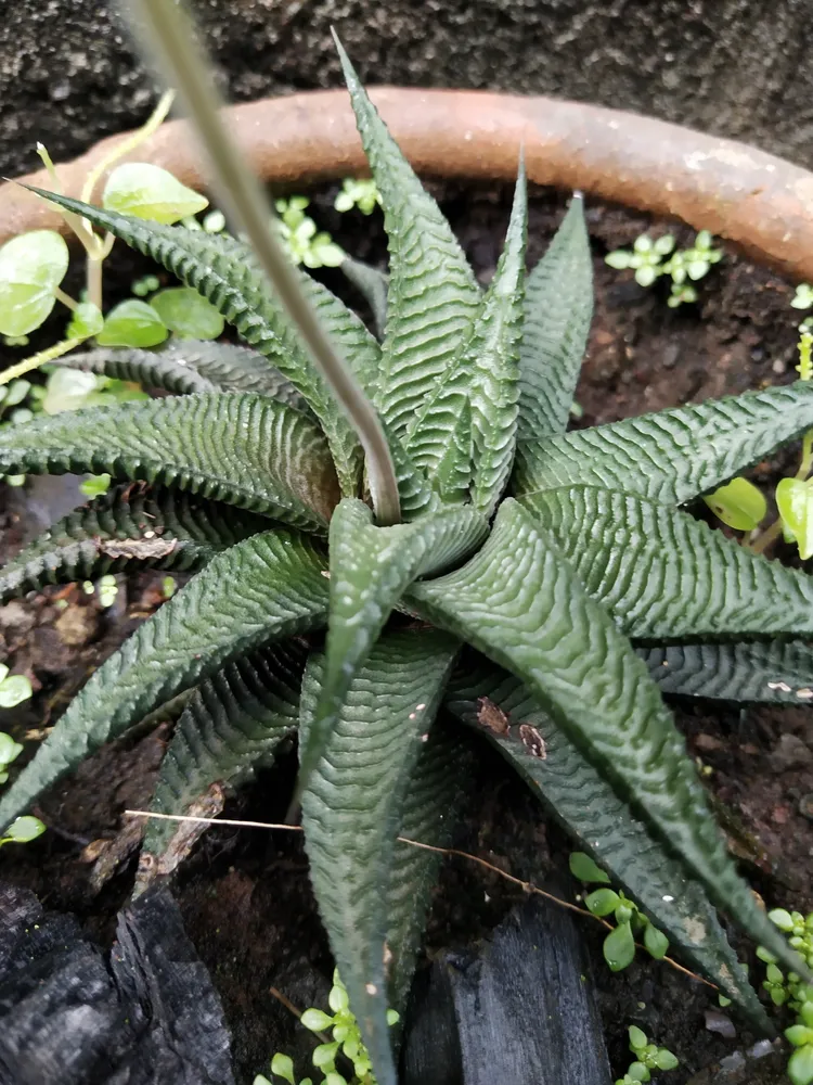 haworthia limifolia plant showing characteristic features