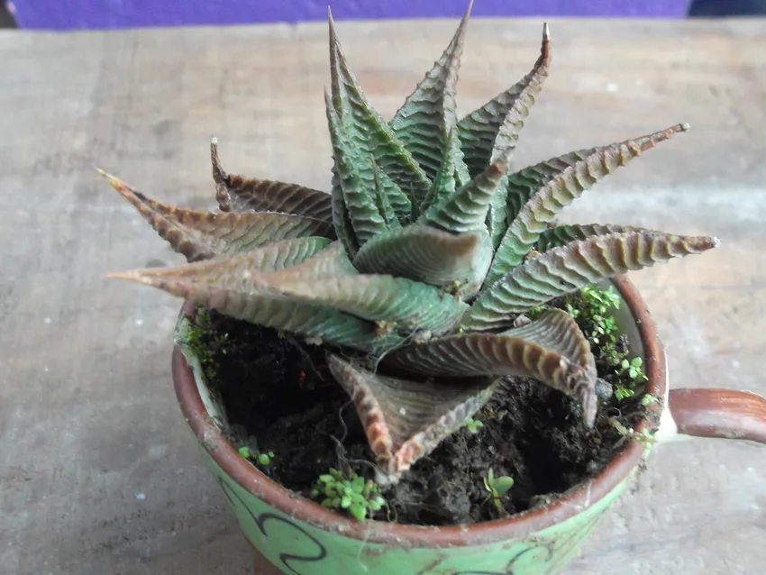 haworthia limifolia plant showing characteristic features