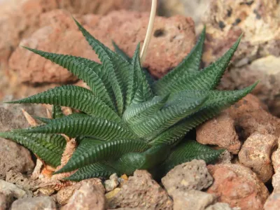 thumbnail haworthia limifolia
