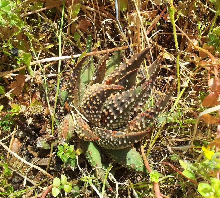 haworthia margaritifera plant showing characteristic features