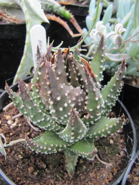 haworthia margaritifera plant showing characteristic features