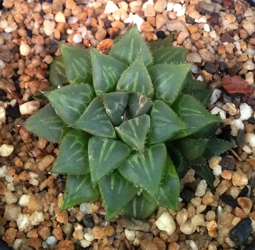 haworthia mirabilis plant showing characteristic features