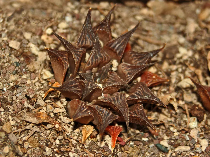 haworthia mirabilis plant showing characteristic features