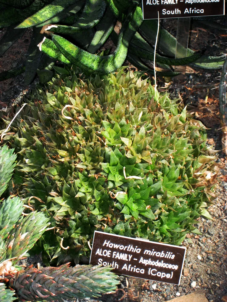haworthia mirabilis plant showing characteristic features