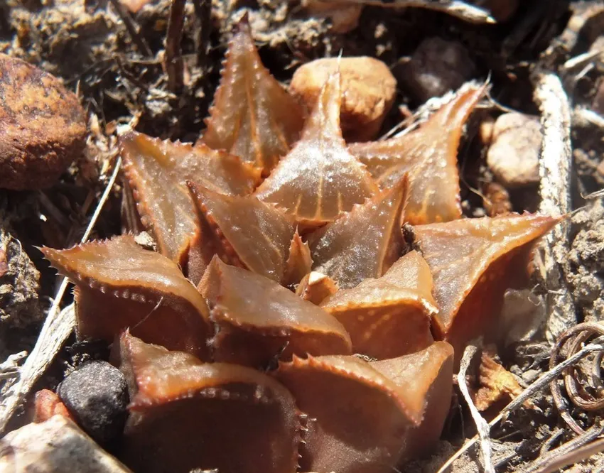 haworthia mirabilis plant showing characteristic features
