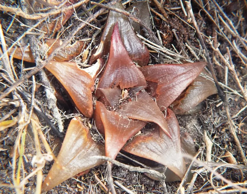haworthia mirabilis plant showing characteristic features