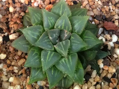 thumbnail haworthia mirabilis