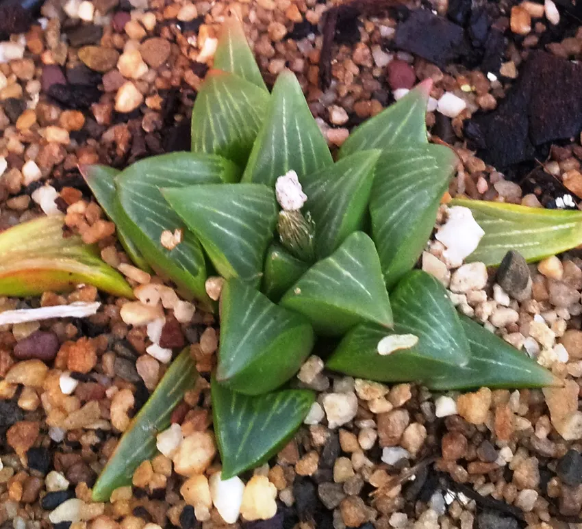 haworthia mutica plant showing characteristic features