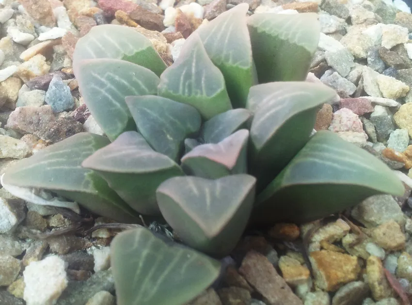 haworthia mutica plant showing characteristic features