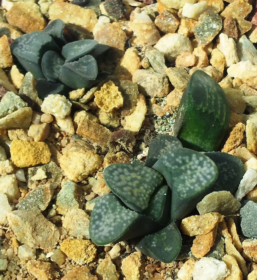 haworthia mutica plant showing characteristic features